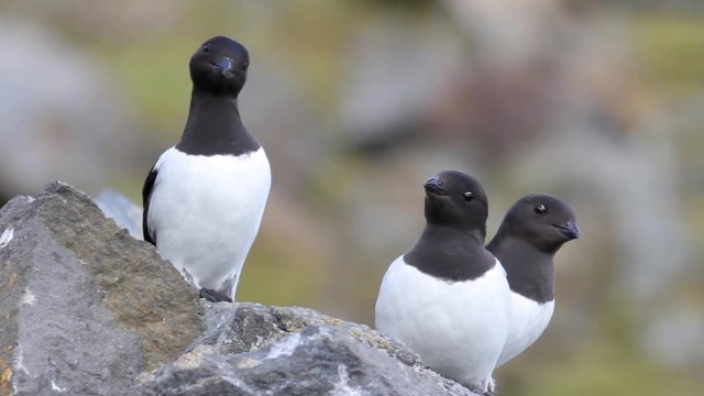 Little auk on the rock in the mountains of Spitsbergen Norway