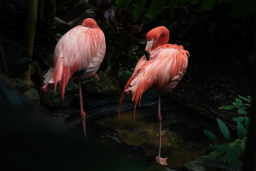 Two Pink Flamingos