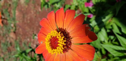 plant, nature, grass, flower, 