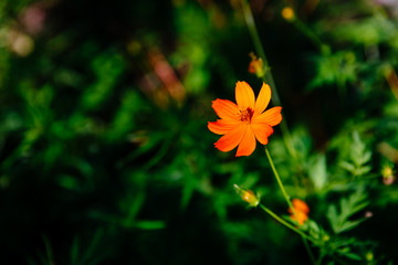Orange flower over blurred background of green plants
