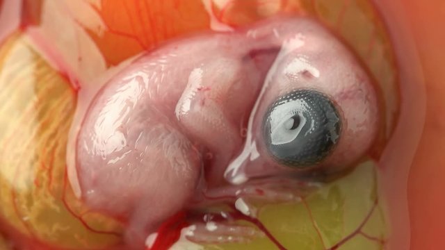 ten-day quail embryo already well formed