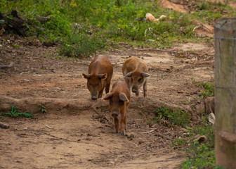3 little pigs are farmed in cuba