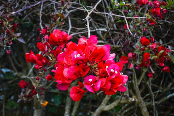 red flowers in garden