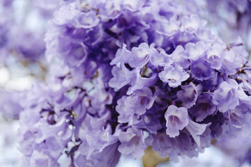 branch of jacaranda