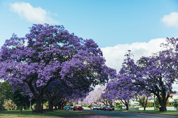  jacaranda tree in bloom