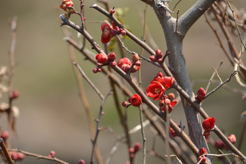 ボケの花
