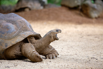 Giant turtles, dipsochelys gigantea in tropical island Mauritius