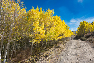 Fall color in Eastern Sierra