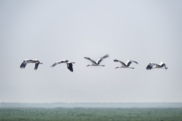 oriental white stork in flight