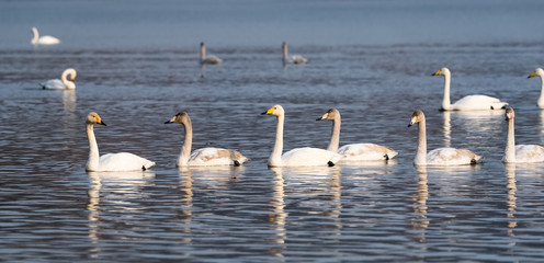 whooper swans in lake © chungking