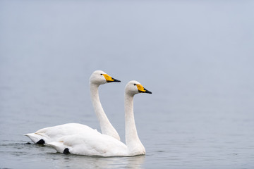 two whooper swans swimming