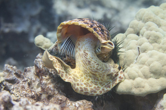 Triton&rsquo;s Trumpet Eating Crown-of-Thorns Starfish