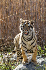 Young Tiger in Tiger Canyons Game Reserve in South Africa