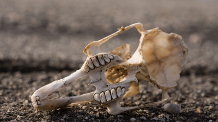 The skull of a radit lays decaying on a isolated asphalt road in the desert
