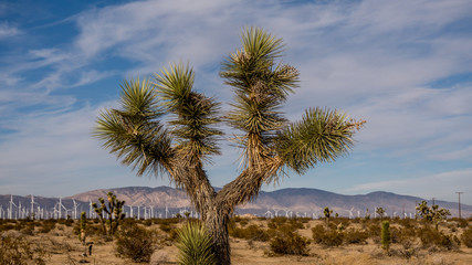 Obraz premium Joshua tree in the high desert with wind turbines behind 