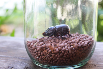 close-up dark brown beetle on tiny brown ceramic bead in clear glass jar