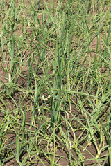 Rural garden with organic green onions in the ground ready for harvest.