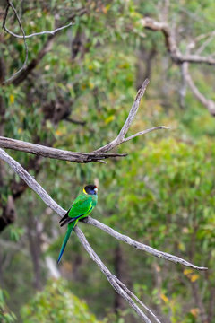 Australian ringneck parrot on the tree
