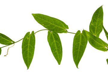 Adenia (Passifloraceae) plant, a laval host plant for the Clipper caterpillar