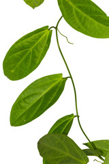 Fototapeta premium Adenia (Passifloraceae) plant, a laval host plant for the Clipper caterpillar