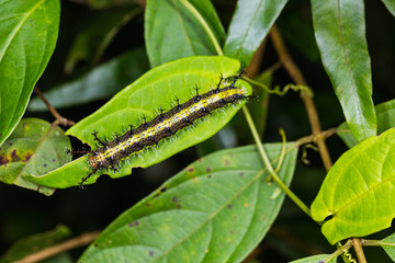 Clipper (Parthenos sylvia) caterpillar