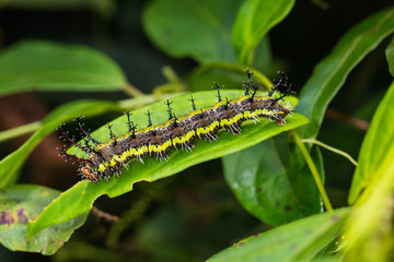 Clipper (Parthenos sylvia) caterpillar