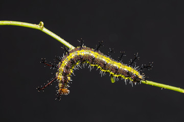 Clipper (Parthenos sylvia) caterpillar