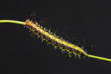 Clipper (Parthenos sylvia) caterpillar