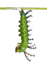 Mature Clipper (Parthenos sylvia) caterpillar prepares itself for pupation