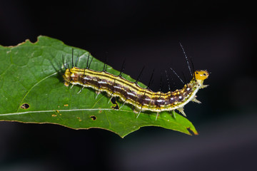 Royal Assyrian (Terinos terpander) caterpillar
