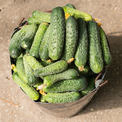 Freshly harvested organic cucumbers in an old metal bucket.