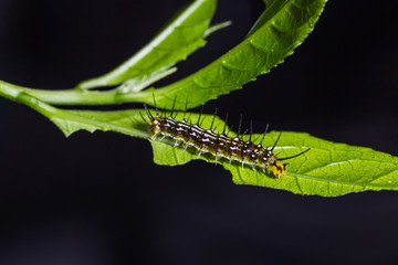 Royal Assyrian (Terinos terpander) caterpillar
