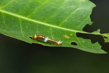 Burmese Raven or Siamese Raven (Papilio mahadeva, Papilio castor mahadeva) caterpillar