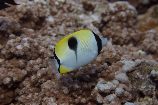 Teardrop Butterflyfish on Coral Reef