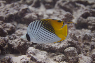 Fototapeta na wymiar Threadfin Butterflyfish on Coral Reef