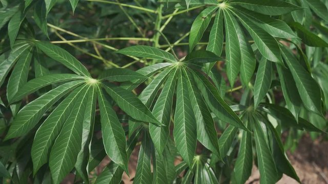 video 4k Tapioca Plants.