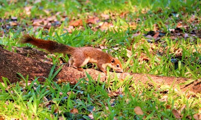 squirrel in the forest
