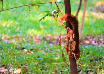 autumn leaves on tree