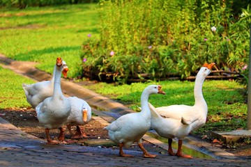 geese on farm