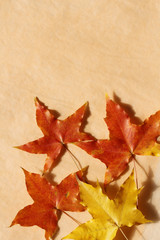 autumn red leaves on yellow background
