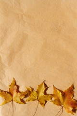 Naklejka na ściany i meble autumn yellow leaves on yellow background