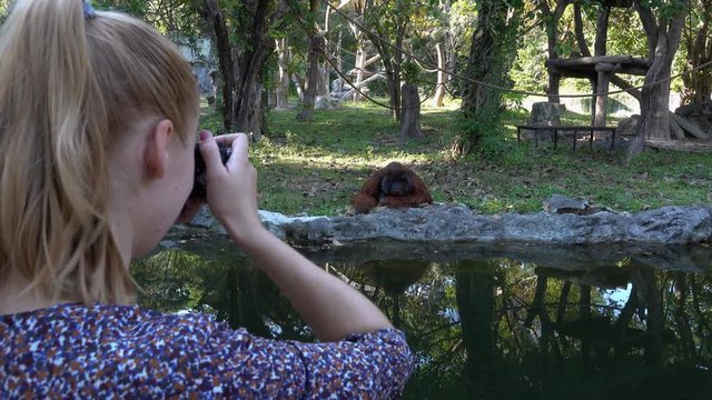 Female Tourist Taking Photo of Bornean Orangutan Monkey (Pongo Pygmaeus)