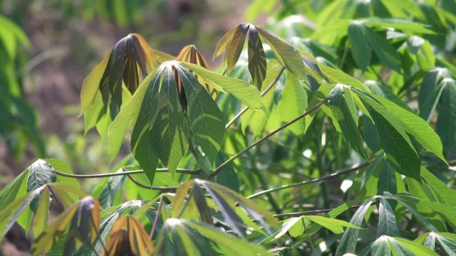 video 4k Tapioca Plants.