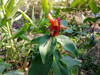 Red Shampoo Ginger flower or Zingiber zerumbet with sunlight on nature background.