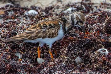 Least Sandpiper camouflaged in the Wrack