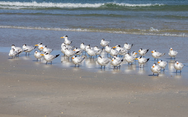 Flock of Royal Terns on a Florida Beach