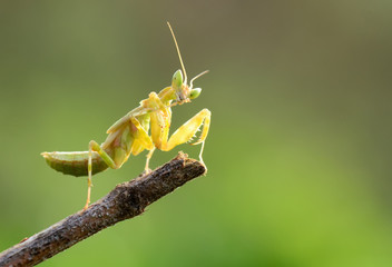 praying mantis