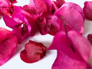 Isolated of red pink bougainvillea, red flowers, disperse pink red Bougainvillea flower on white background, pink blossom bouquet isolated