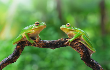 Naklejka premium frog,frogs,dumpy,