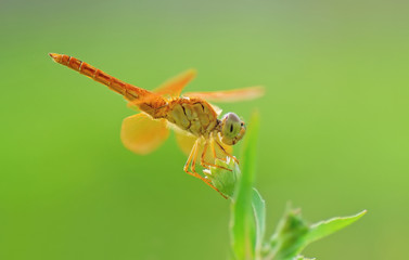 Dragonfly,